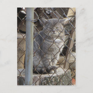 Postal Gato gris felino 1