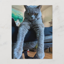 Postal Gato Gris Gris Británico De Shorthair Colgado