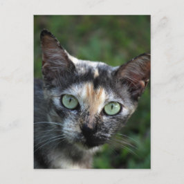 Postal Gato Gris Marrón Blanco con Ojos Verdes