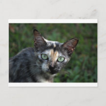 Gato Gris Marrón Blanco con Ojos Verdes