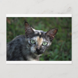 Postal Gato Gris Marrón Blanco con Ojos Verdes