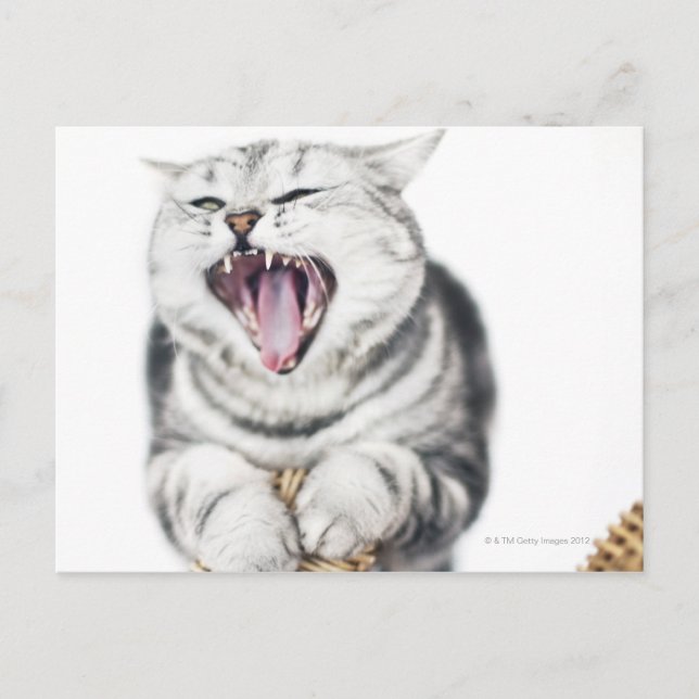 Postal gato gris sobre fondo blanco (Anverso)