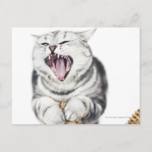 Postal gato gris sobre fondo blanco