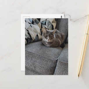 Postal Gato Gris Tabby Adorable