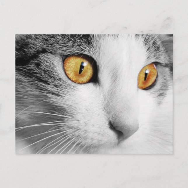 Postal Gato gris y blanco (Anverso)