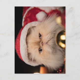 Postal Gato Gruñón Santa