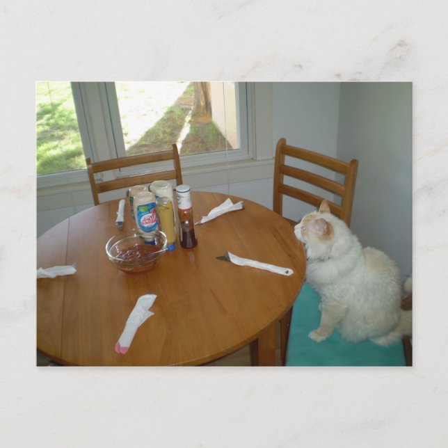 Postal Gato hambriento (Anverso)