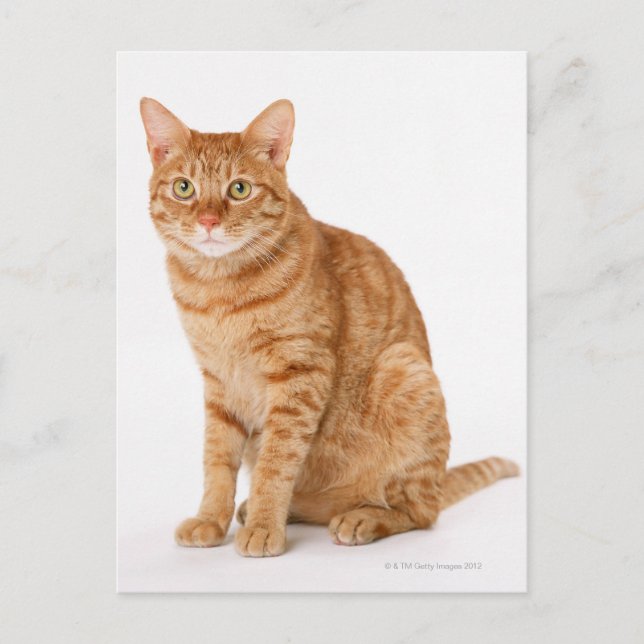 Postal Gato japonés (Anverso)