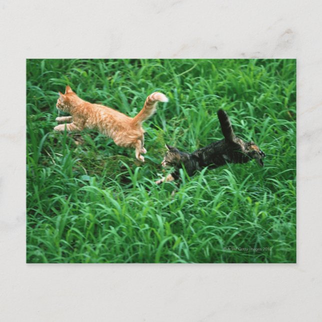 Postal Gato japonés 3 (Anverso)