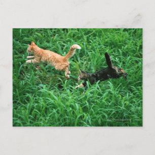 Postal Gato japonés 3