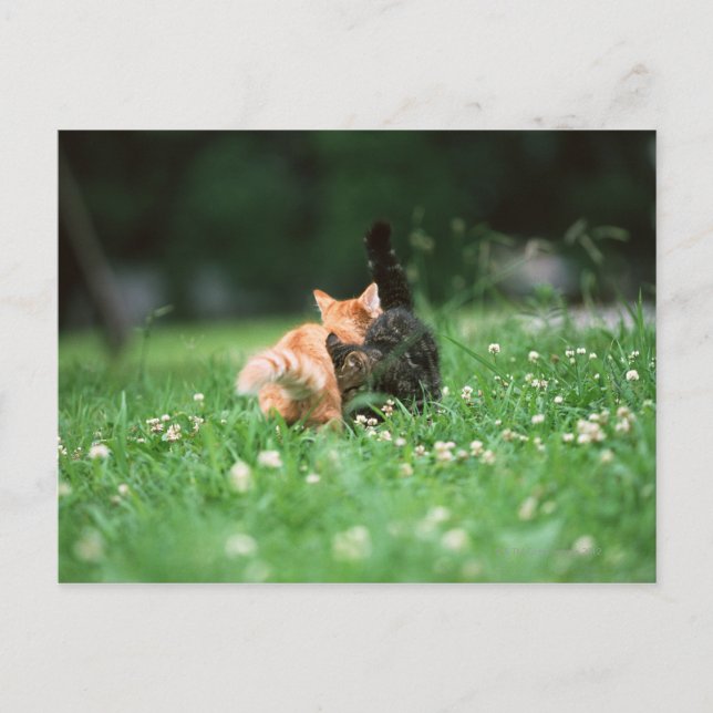 Postal Gato japonés 4 (Anverso)