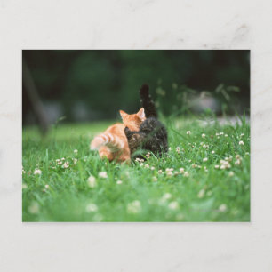 Postal Gato japonés 4