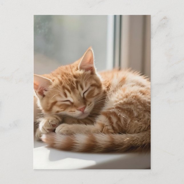 Postal Gato Jengibre Acogedor Dormitando al Sol (Anverso)