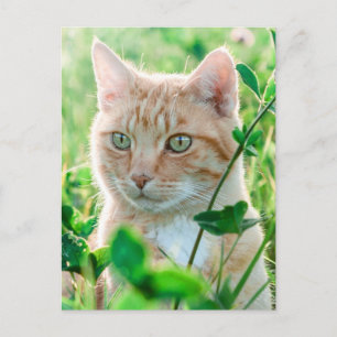 Postal Gato jengibre con ojos verdes en la hierba
