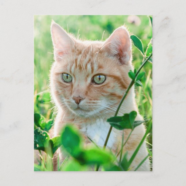 Postal Gato jengibre con ojos verdes en la hierba (Anverso)