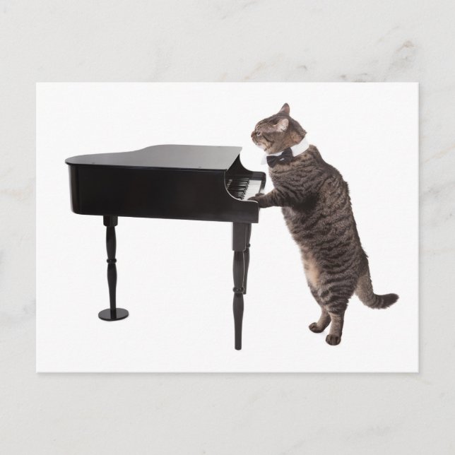 Postal Gato jugando al piano (Anverso)