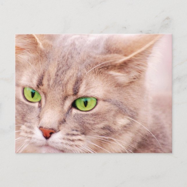 Postal Gato Kitty (Anverso)