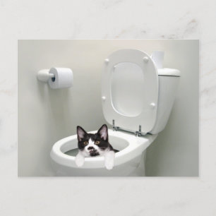 Postal Gato Kitty en el tazón del baño
