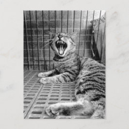 Postal Gato Kitty Vintage