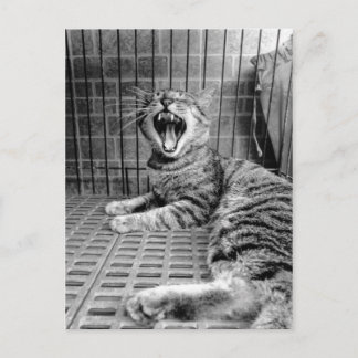 Postal Gato Kitty Vintage