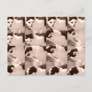 Postal Gato Kitty vintage/Foto en blanco y negro