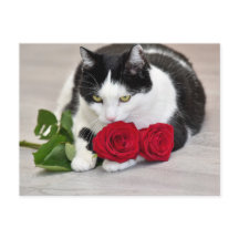 Gato lindo con la rosa roja