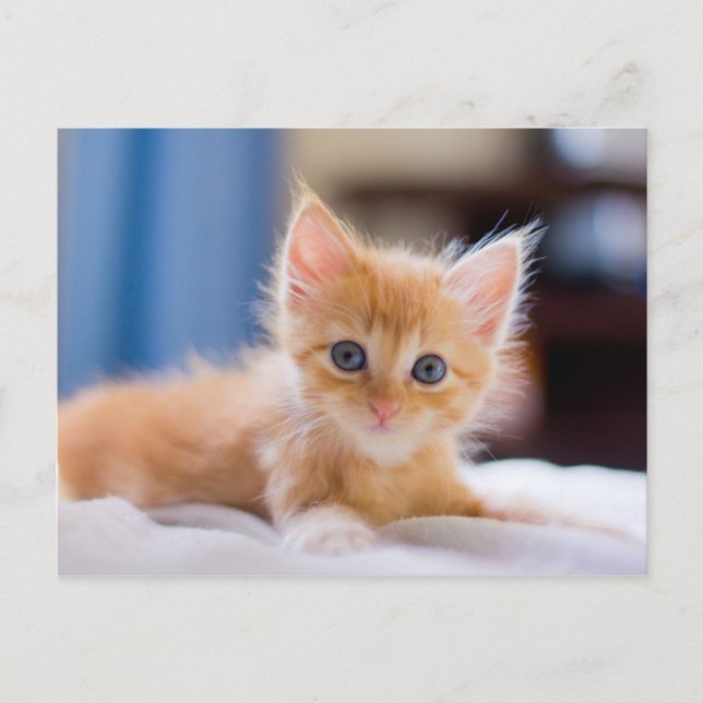 Postal Gato lindo con ojos azules (Anverso)