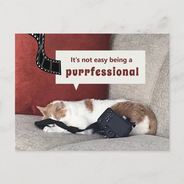 Postal Gato lindo "No es fácil ser un profesional" (Anverso)