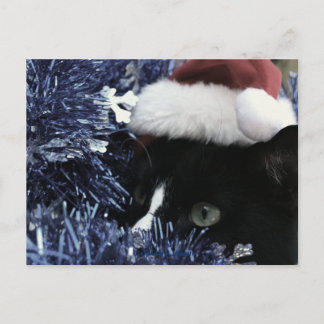 Postal Gato listo para saltar tras la mejilla azul, tinte