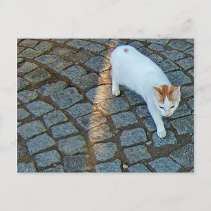 Postal Gato Little Dot Ephesus