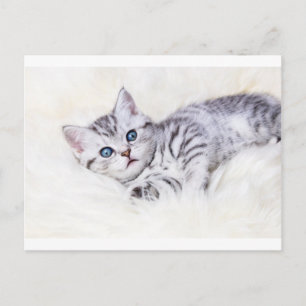 Postal Gato manchado de glotón plateado sobre piel de ove