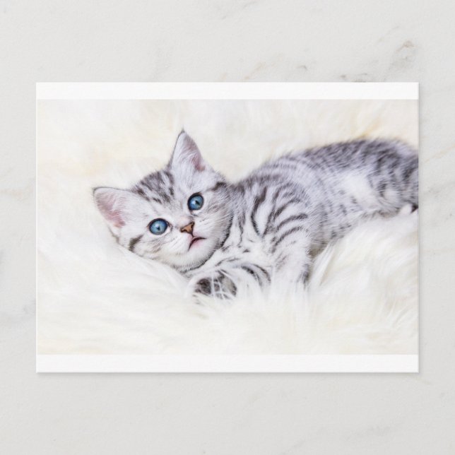 Postal Gato manchado de glotón plateado sobre piel de ove (Anverso)