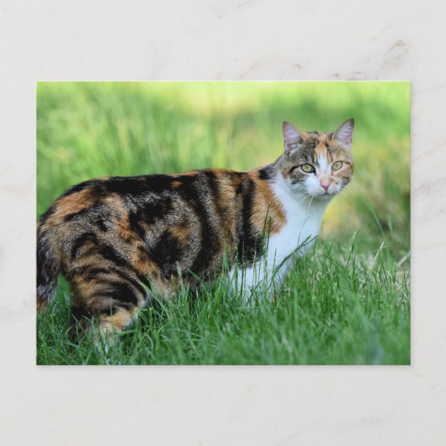 Postal Gato marrón y blanco (Anverso)