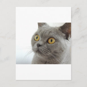 Postal Gato Mascota Animal Gruñón Ceño Tranquilidad Amor