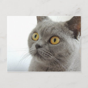 Postal Gato Mascota Animal Gruñón Ceño Tranquilidad Amor 