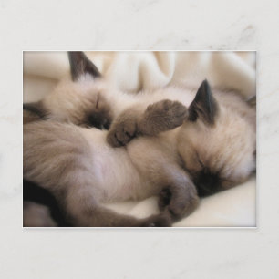 Postal Gato Mascota gemelo gato lindo gatito siamés