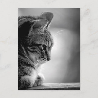 Postal Gato meditando negro y blanco
