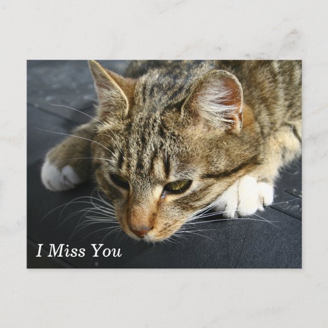 Postal [Gato melancólico] Te Extraño (Anverso)