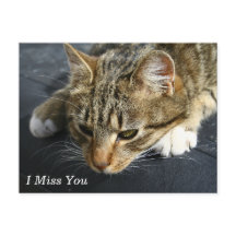 [Gato melancólico] Te Extraño