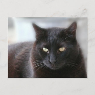 Postal Gato negro