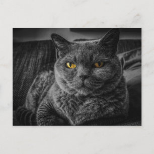 Postal Gato negro