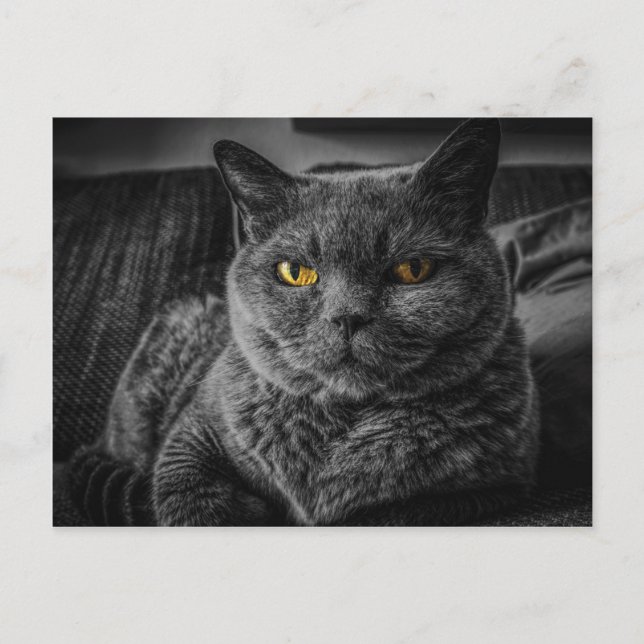 Postal Gato negro (Anverso)