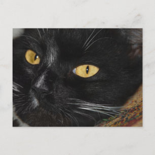 Postal Gato negro