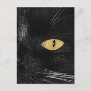 Postal Gato negro