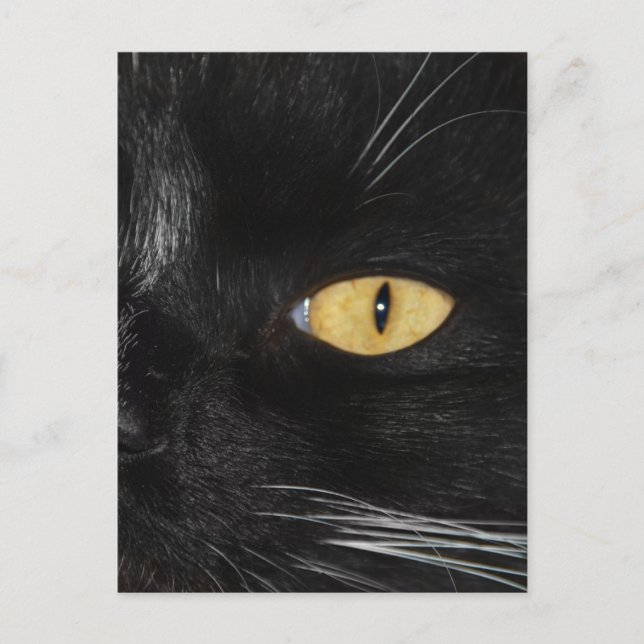 Postal Gato negro (Anverso)