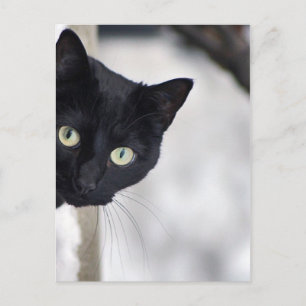 Postal Gato negro