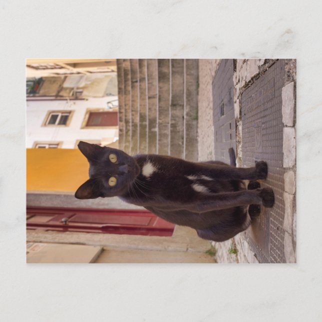 Postal Gato negro (Anverso)