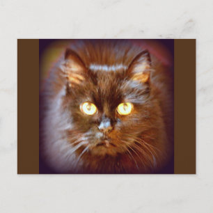 Postal gato negro