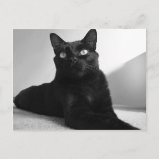 Postal gato negro