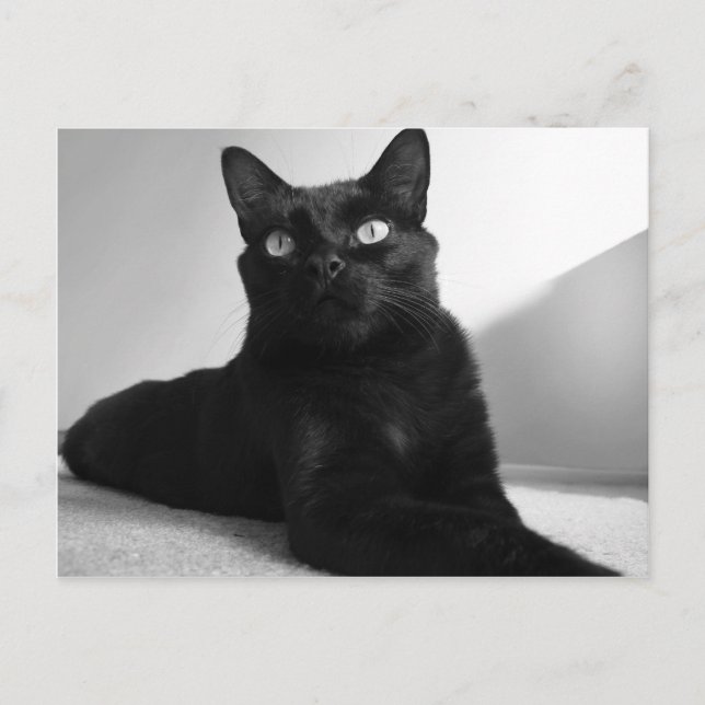 Postal gato negro (Anverso)